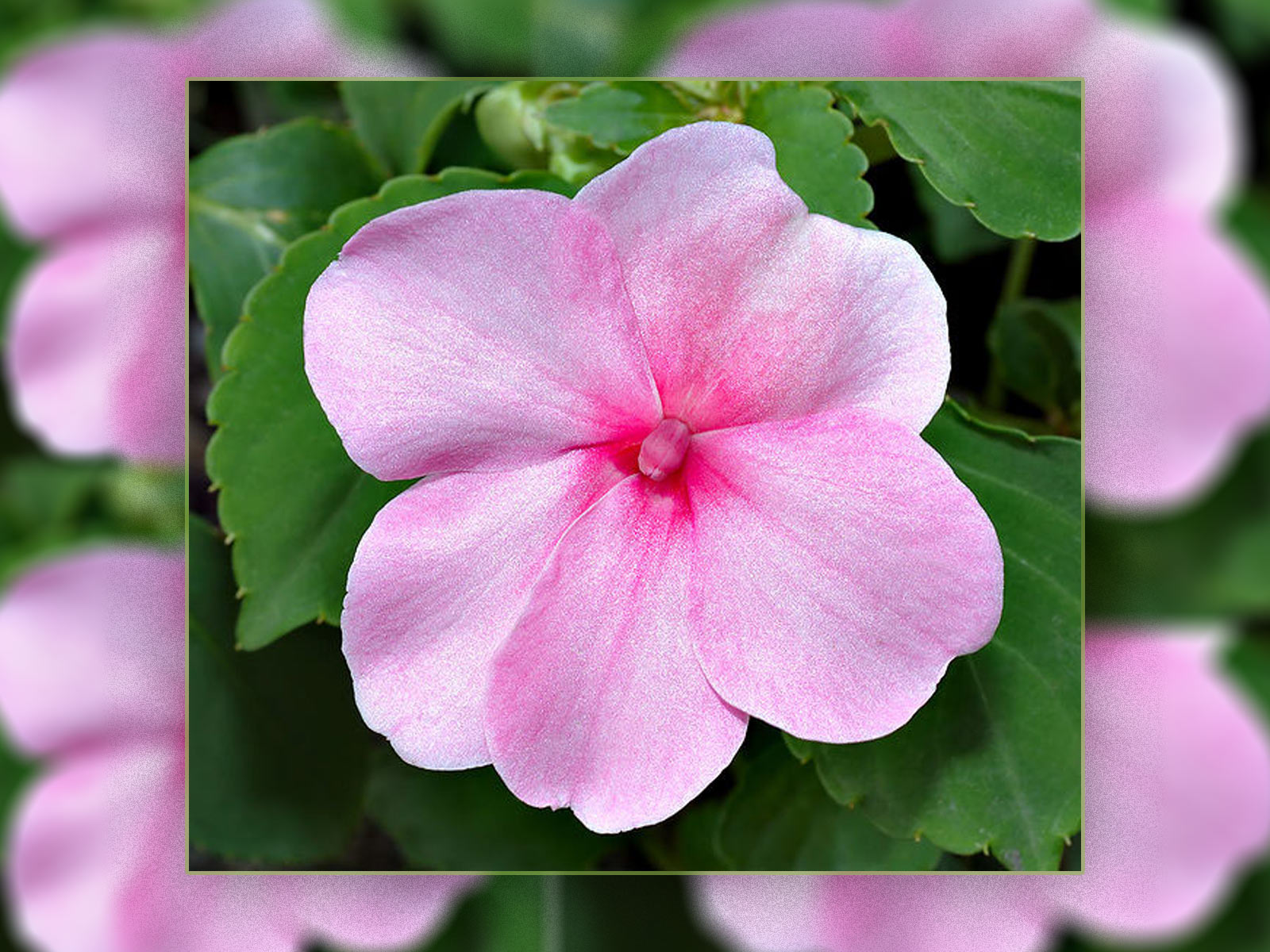 Wild Rose