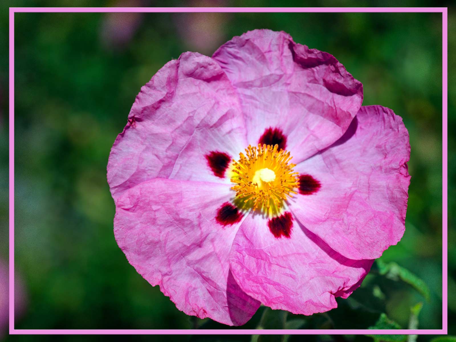 Wild Rose