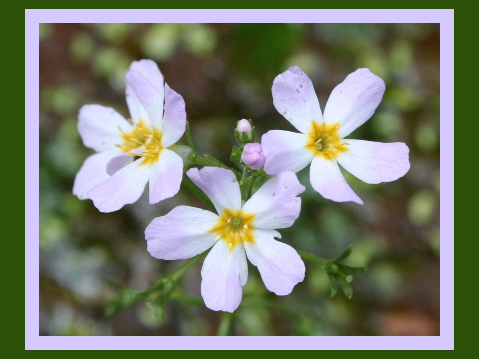 Water Violet Flower