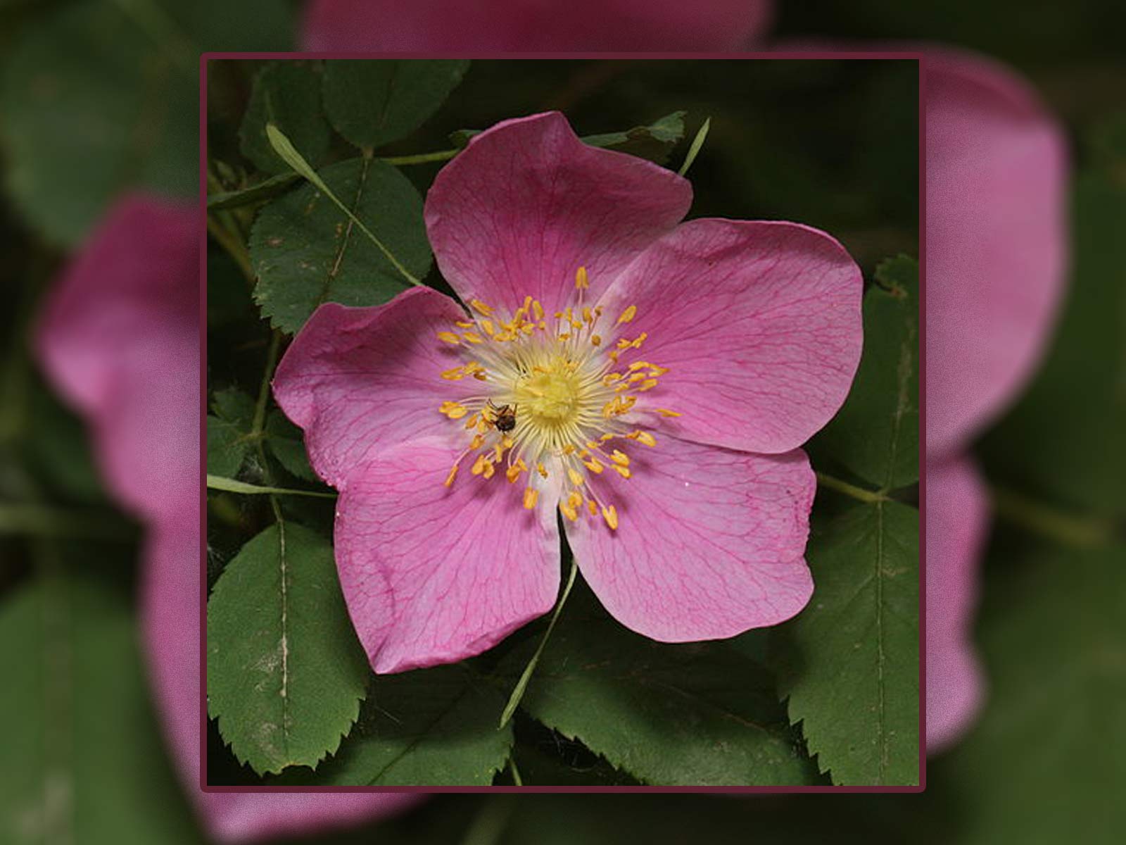 Wild Rose